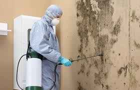 Best Environmental Consulting for Mold Prevention  in La Palma, CA